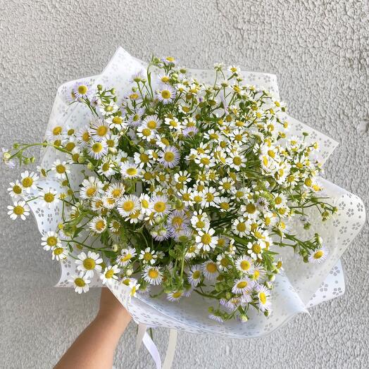 Chamomile field