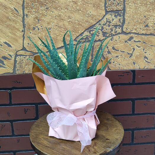 Алоэ арборесценс, Цветы и подарки в Москве, купить по цене 900 руб ...