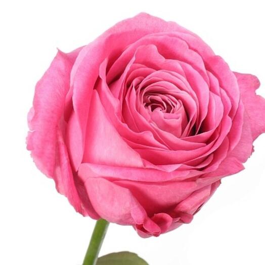 Олл фо лав 80 см