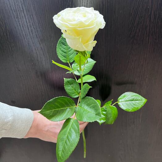 Rosa blanca 60 cm