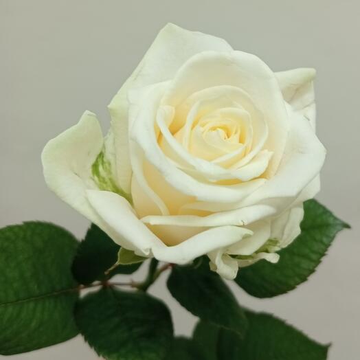 Varietal rosa blanca Avalanche
