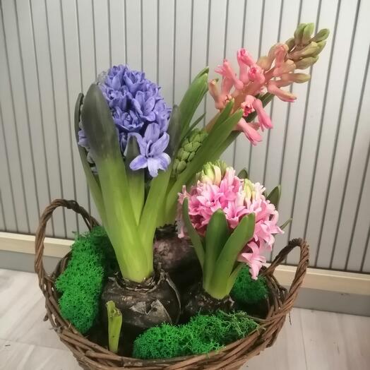 3 гиацинта в корзине Рями KM755