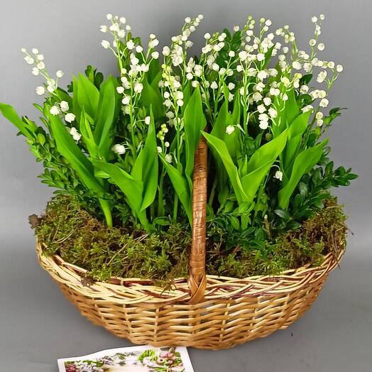 Корзина 25 ароматных ландышей 🌿