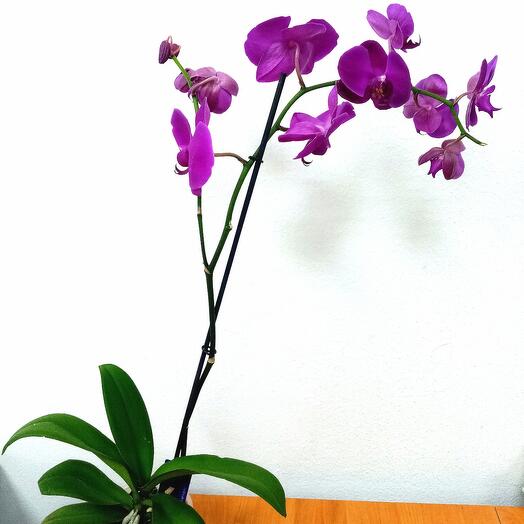 Orquídea Phalaenopsis fucsia