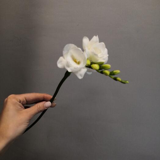 Fresia blanca