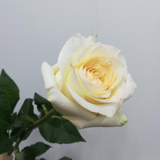Rosa peonía Kendlight 70cm