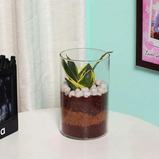 Mini Sansevieria in Cylinder Vase