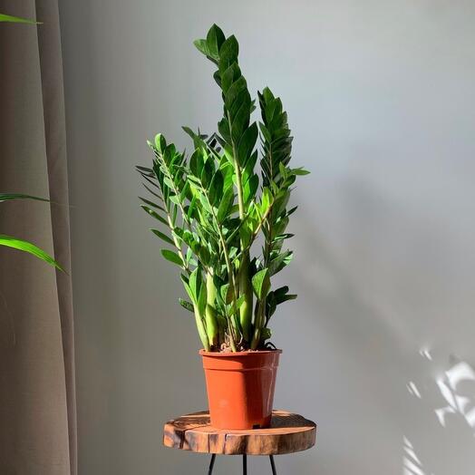 Замиокулькас (Доллоровое дерево)