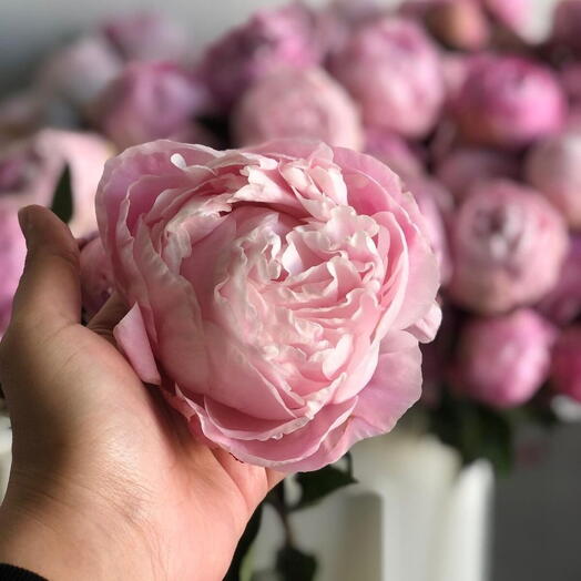 10 Peony sara