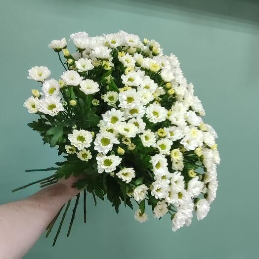 Ромашковое поле