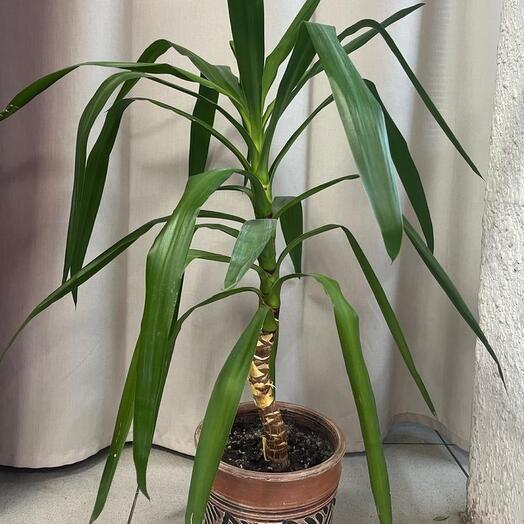Комнатное растение Юкка