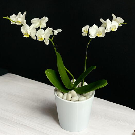 White Phalaenopsis small Indoor plant