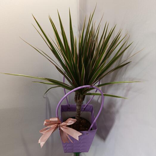 Комнатное растение драцена в сумочке