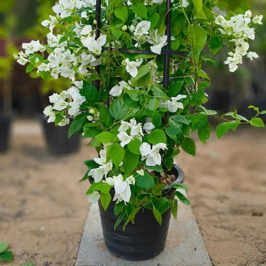 Bougainvillea