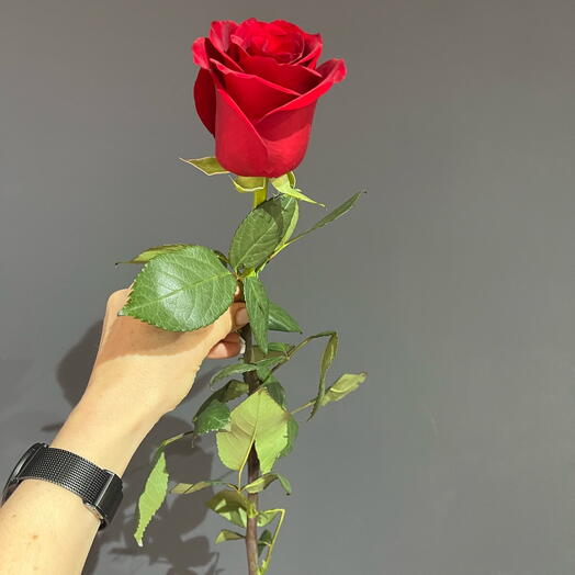 Роза красная 60см