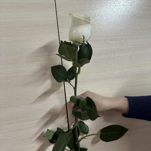 Роза мондиаль