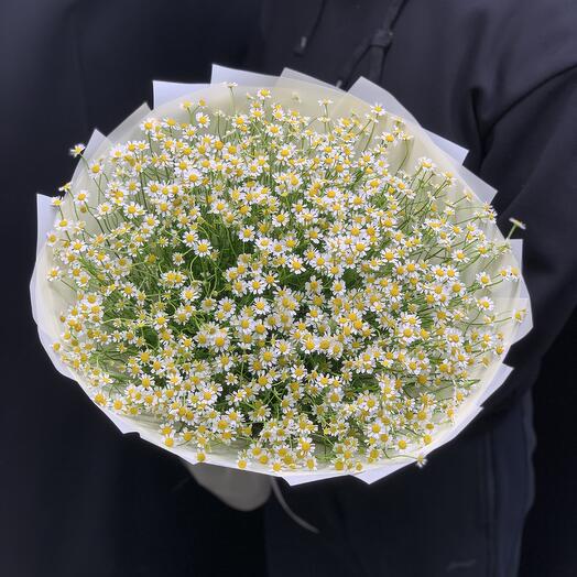 Daisies