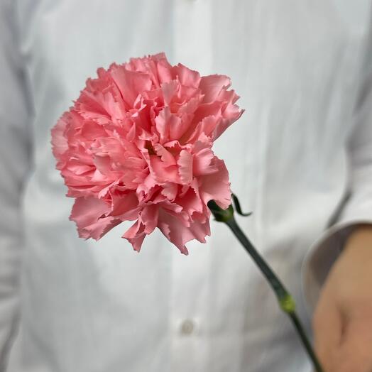 Диантус розовый "гвоздика"