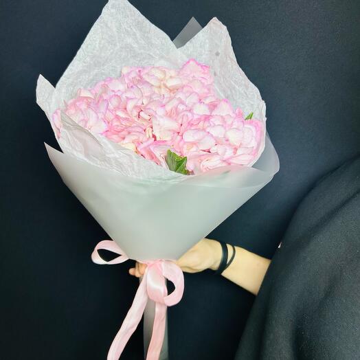 Pink Hydrangea