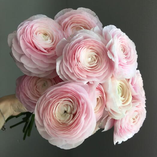 Bouquet of Pink Ranunculus