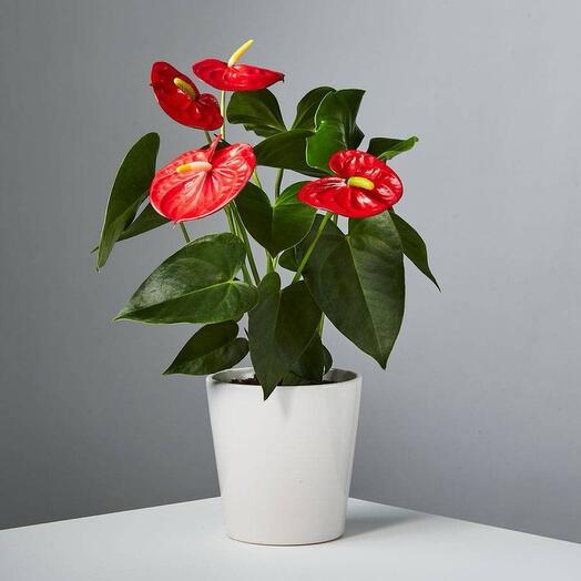 Антуриум|Anthurium (red)