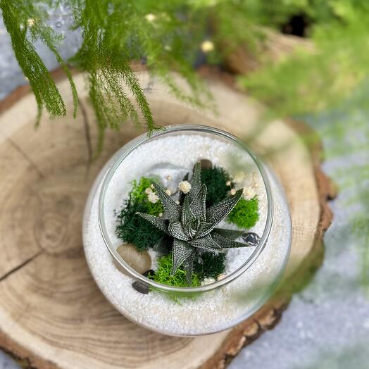 Шар с Хавортией