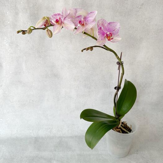 Planta de interior Phalaenopsis rosa suave