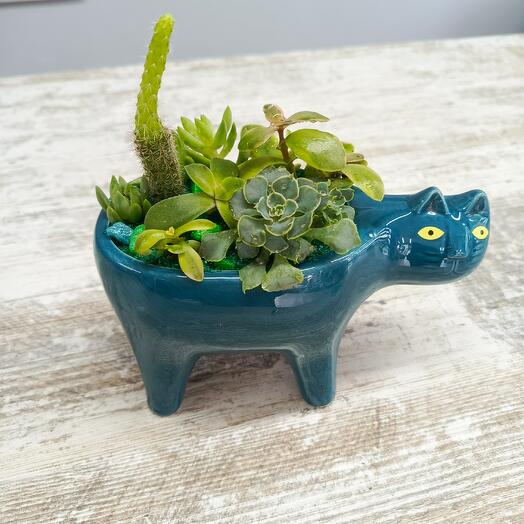 Кактусник " Кот"
