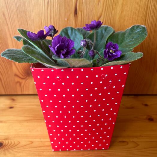 Фиалка Поль Баньян