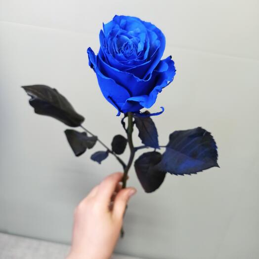 Роза синяя Эквадор