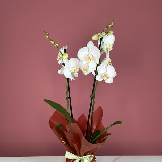 Orchids White Double Stem