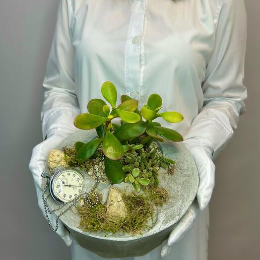 «Секунды для себя» композиция из суккулентов в бетоне