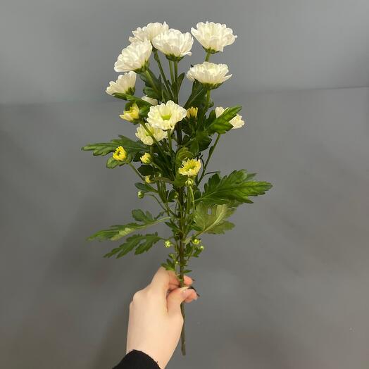 Сантини
