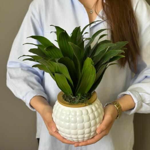 Драцена 25см