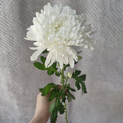 Хризантема одноголовая