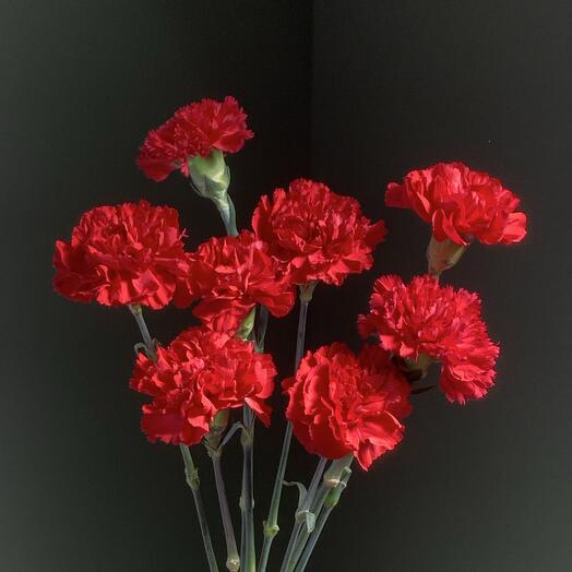 Красные гвоздики (8)
