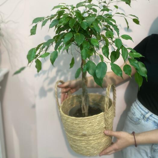 Комнатное растение Фикус Бенджамина