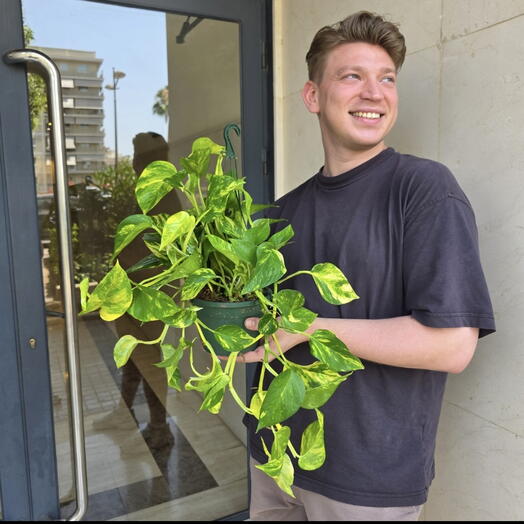 Epipremnum