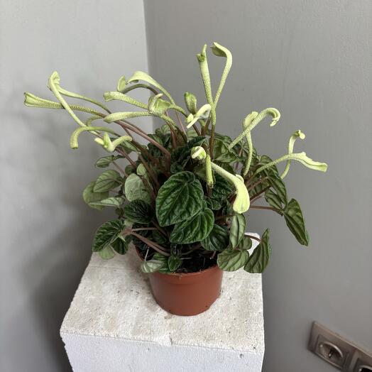 Пеперомия Лилиан