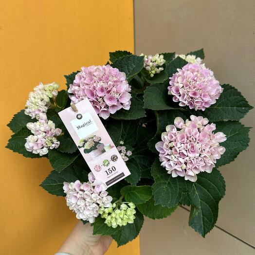 Гортензия крупнолистная magical pink inside