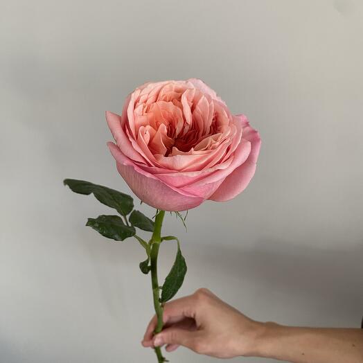 Роза «Пинк Экспрешн»