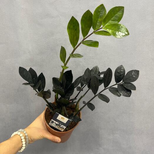 Замиокулькас Равен