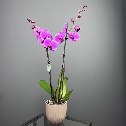 Орхидея Фаленопсис фиолетовая в кофейном горшке, 2 ствола