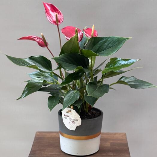 Антуриум красный лилу