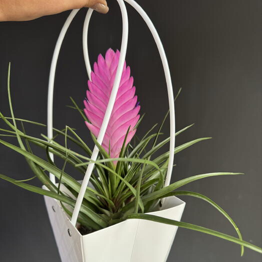 Тилландсия в горшке