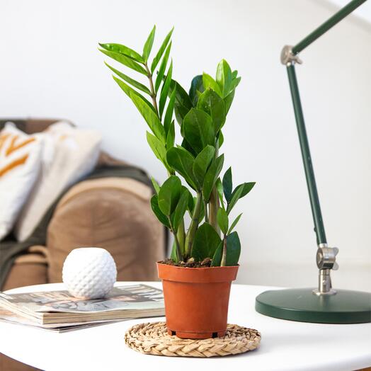 Zamioculcas