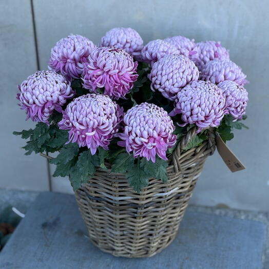 Chryzantema w koszu wiklinowym