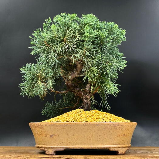 Бонсай Можжевельник 35 см, 16 лет