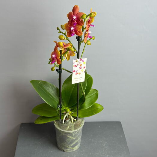 Орхидея яркого карамельного цвета ОТЦВЕТАЕТ , уена 🔥( вкусный аромат) с ярким язычком