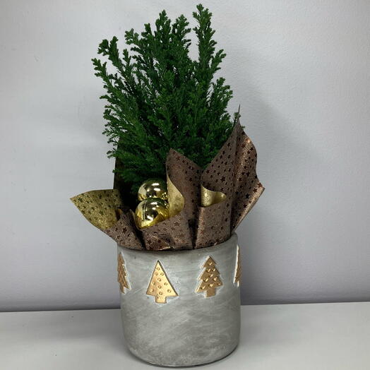 Композиция новогодняя с можжевельником